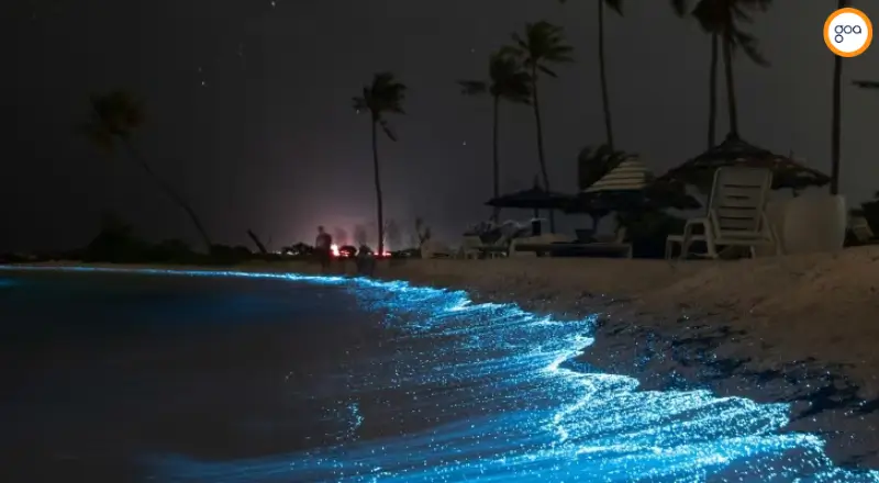 Bioluminescent Beach at Night